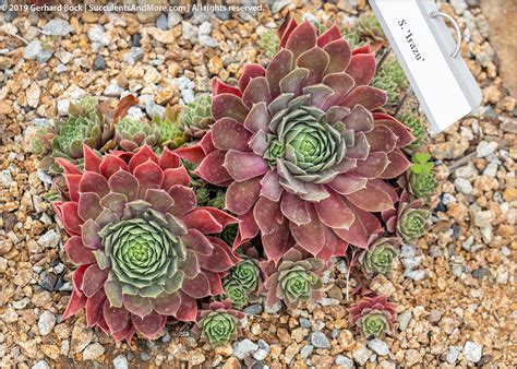 Mountain crest gardens - Discover every available succulent in our nursery! Helpful info on color, growth habit, grow zones, and recommended light conditions. Free shipping $45+.